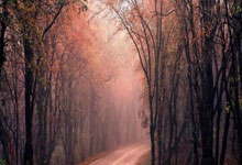 2月23日UFC：罗伯·丰特对阵巴西不败新星吉恩·松本，罗伯特吉尔